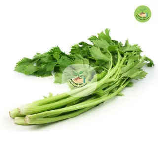 9บาท เมล็ดขึ้นฉ่าย บรรจุ 500 เมล็ด