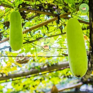 พิเศษ9บาท เมล็ดพันธุ์ฟักแฟง 20 เมล็ด