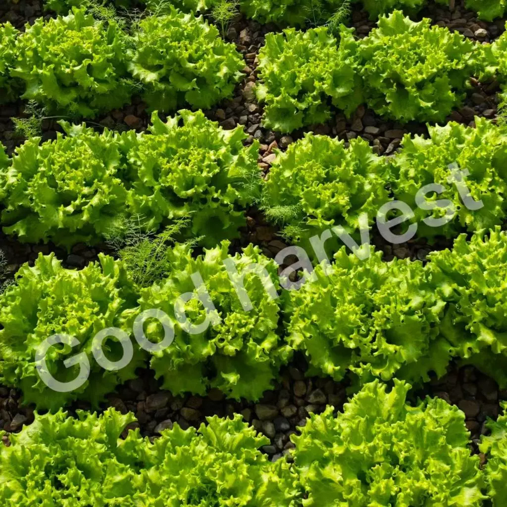 [ขายดีอันดับ 1]🌱เมล็ดผักสลัด 800+ เมล็ด 2 บาท 📌งอกดีมีคู่มือการปลูก [10 แถม 2 คละได้] / เมล็ดพันธุ์ผักสลัด อินทรีย์ thumbnail 4