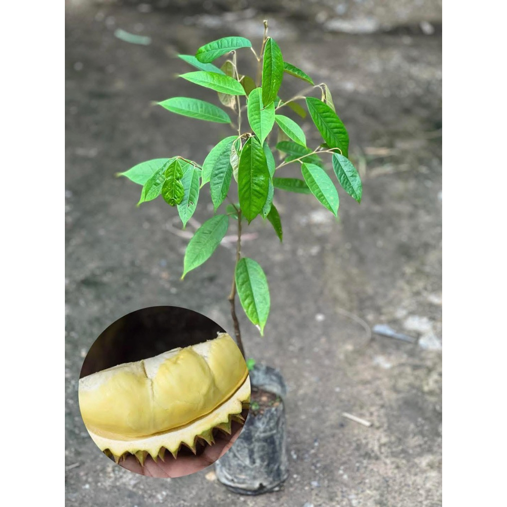 ต้นทุเรียนบ้าน(เพาะเมล็ด) สูง80+cm. พร้อมปลูก🌱