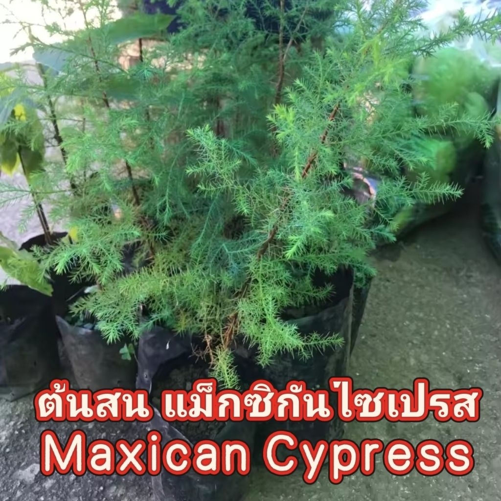 ต้นสนแม็กซิกันไซเปรส Maxican Cypress ต้นเพาะเมล็ด แข็งแรง