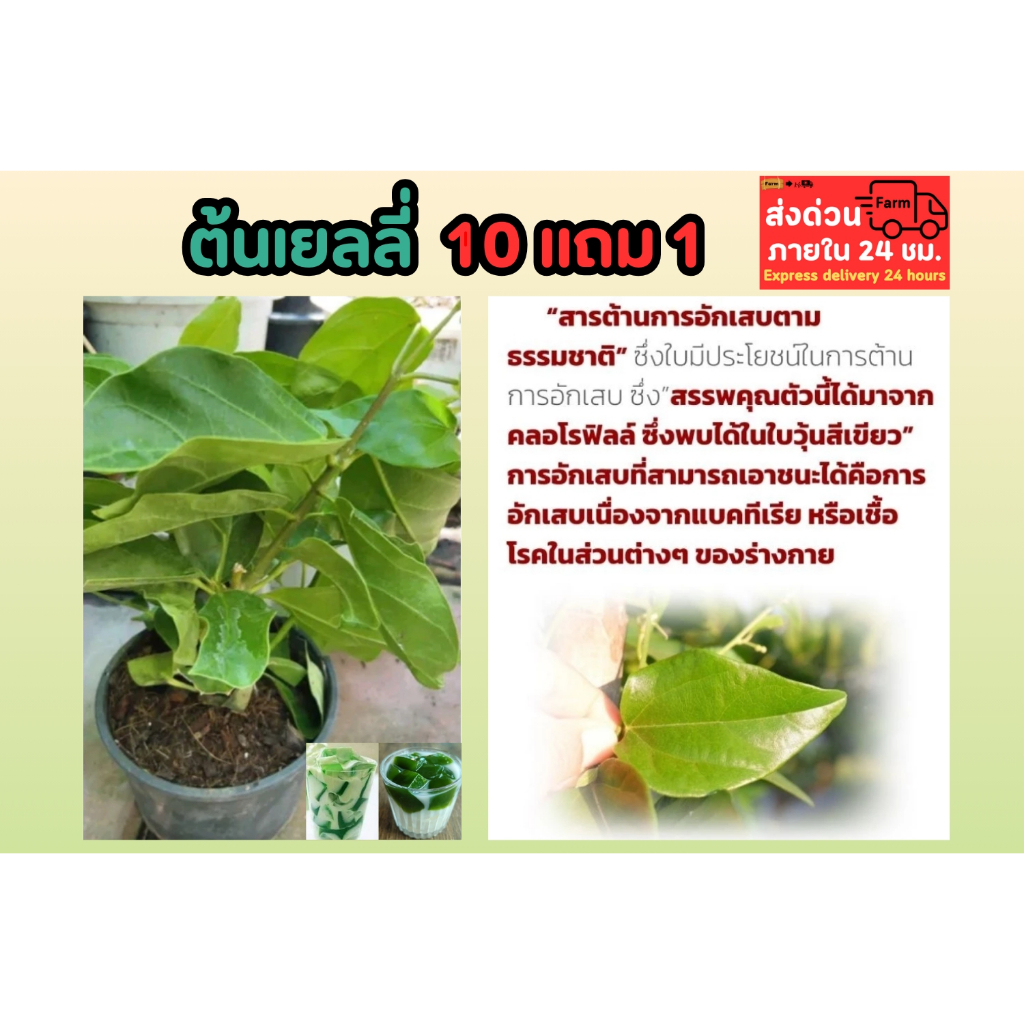 ต้นเยลลี่ ต้นเฉาก๊วยเขียว เฉาก๊วยเขียว ต้นเครือหมาน้อย วุ้นเขียว เจลลาตินธรรมชาติ สมุนไพรดีท๊อก ผัก เมล็ดพันธุ์ ต้นกล้า