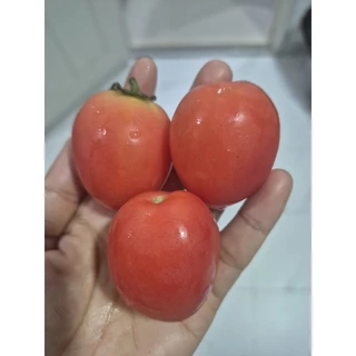 🌱เมล็ดมะเขือเทศสีดา50เมล็ด(5แถม1คละได้)