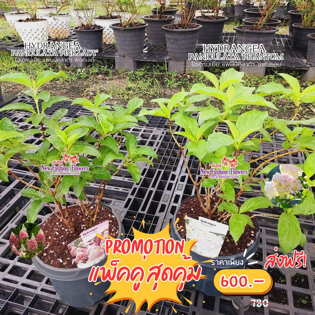 ไฮเดรนเยียแพ็คคู่ สุดคุ้ม รับประกันสายพันธุ์แท้ พร้อมแท็ก Plant Passport