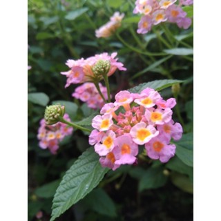 ดอกผกากรองสีชมพู1ต้นถุงดำไม้ประดับ