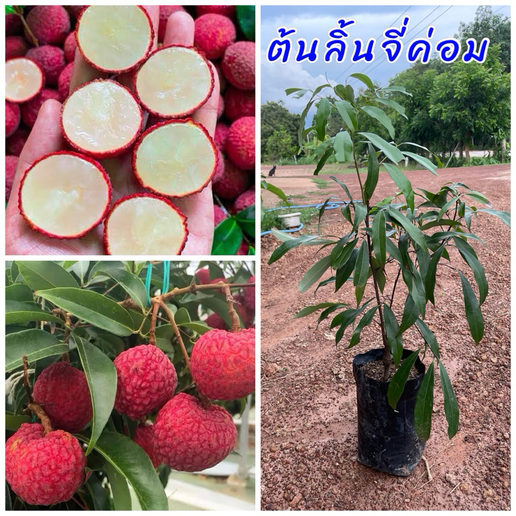 ต้นลิ้นจี่ค่อม เสียบยอด ติดผลเร็ว ต้นเตี้ย  เนื้อไม่แฉะ รสหวาน ขนาดต้น40ซม.