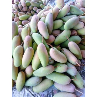 มะม่วงมหาชนก ลูกดิบ สำหรับกินเปรี้ยว (Mahachanok mango)จากบ้…