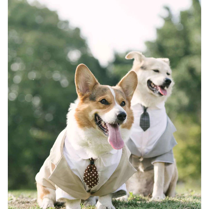 DoggyDolly ชุดสูทหมา ชุดเจ้าสาวหมาแมว ชุดแต่งงานสัตว์เลี้ยง thumbnail 4