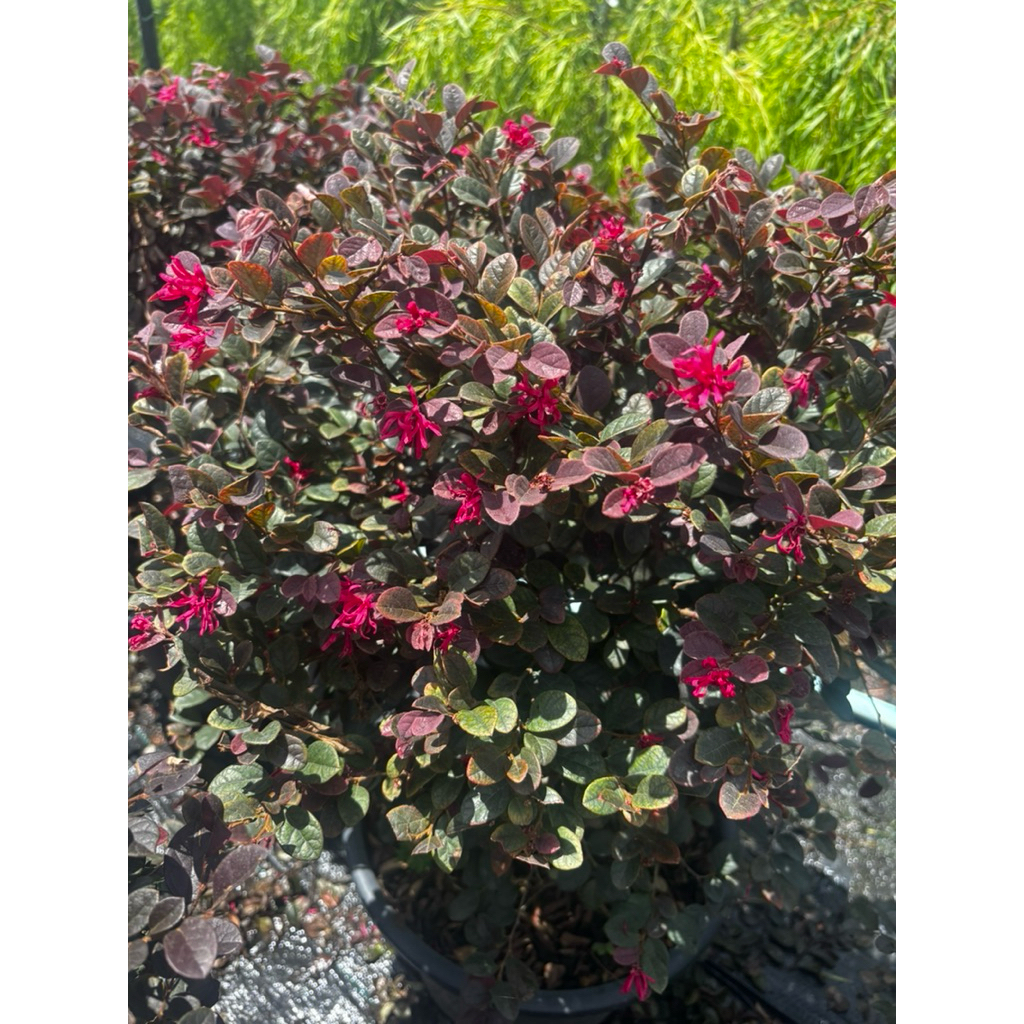 ต้นมั่งมีศรีสุข หรือต้นหงส์ฟู่ ฟอร์มพุ่มกลมใหญ่ กระถาง15 นิ้ว(ถอดกระถางส่ง) - รูปที่ 3