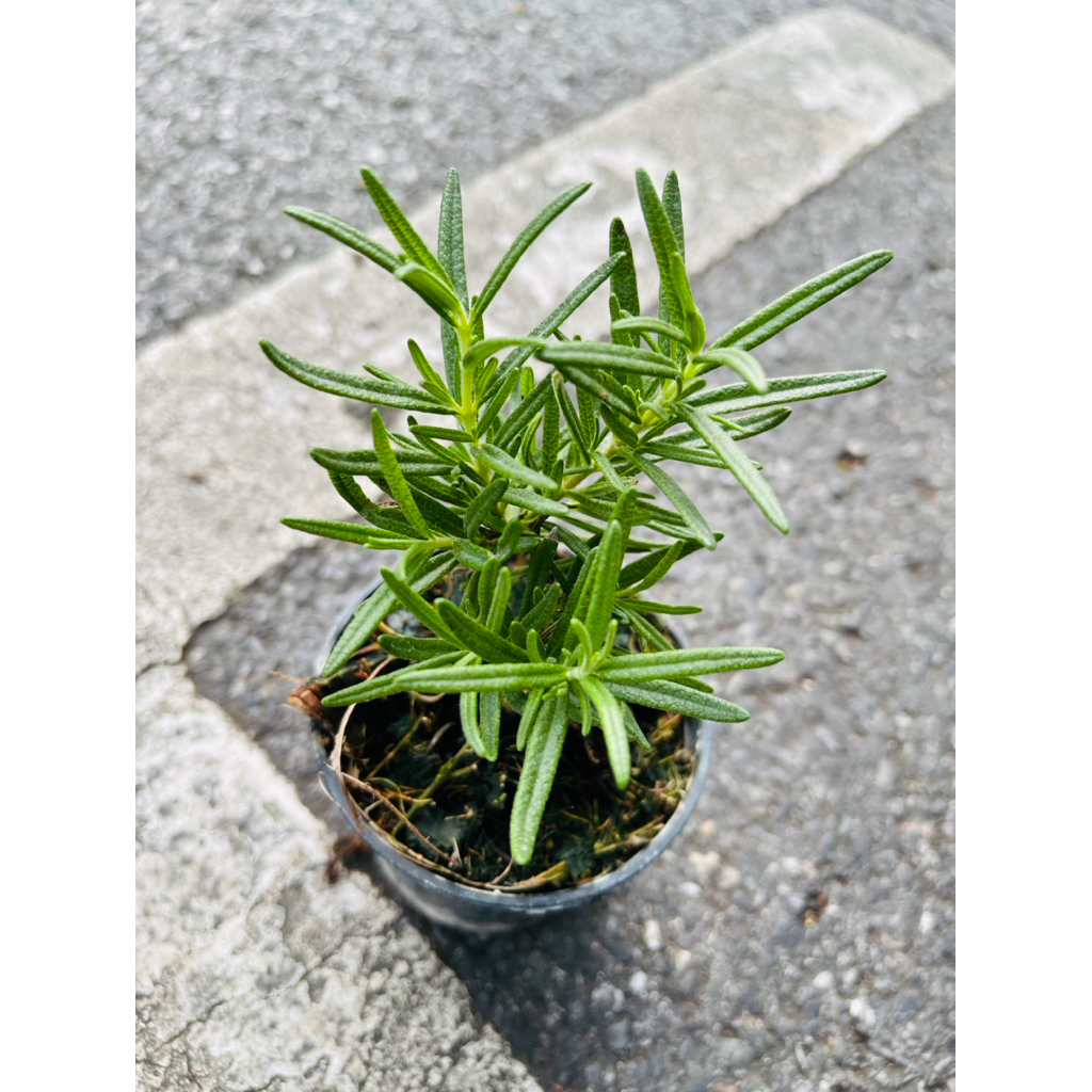 ต้นโรสแมรี่ (Rosemary) สมุนไพรต่างประเทศ (กระถาง3“) กลิ่นหอม ต้นสมบูรณ์ ทำอาหาร เครื่องดื่ม