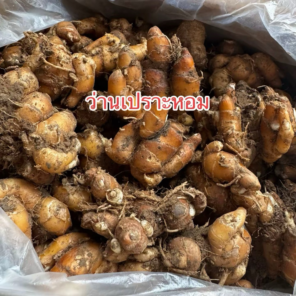 เปราะหอมสด ว่านเปราะหอม ออร์แกนิก พร้อมส่ง