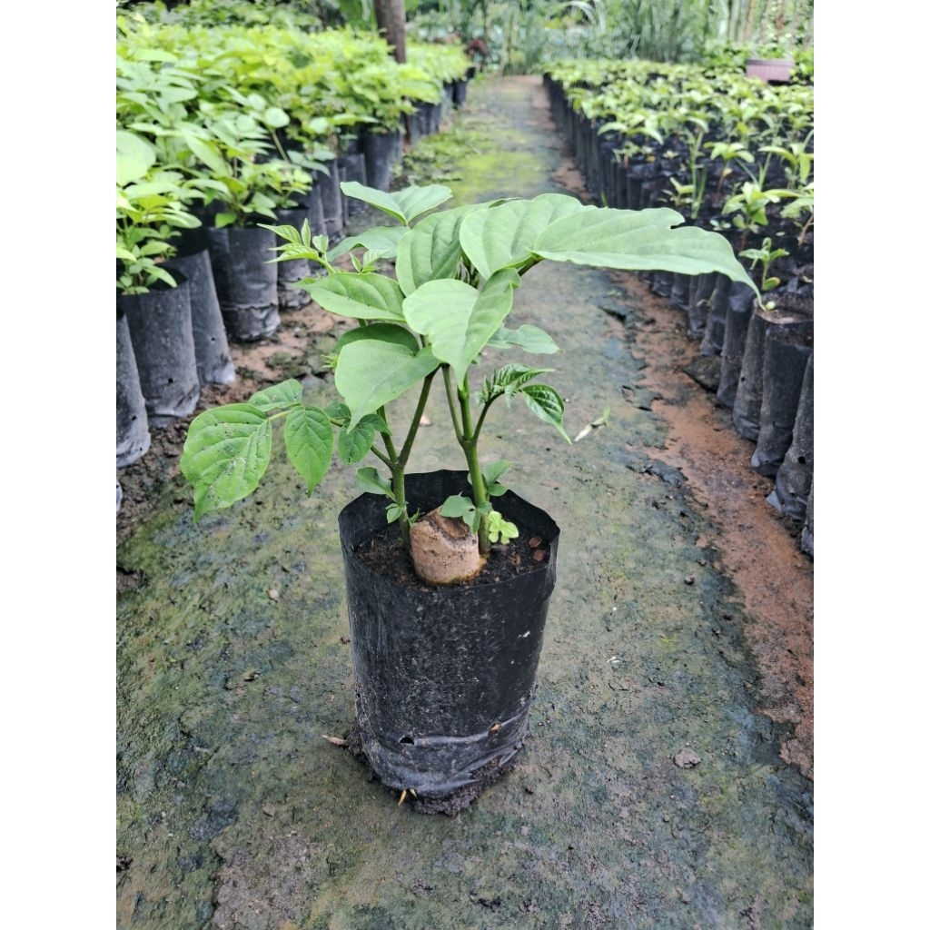 ต้นเพกาเตี้ย🌱🌱🌱(ปักชำราก)ชุด 2ต้น 100บาท ต้นพร้อมปลูก