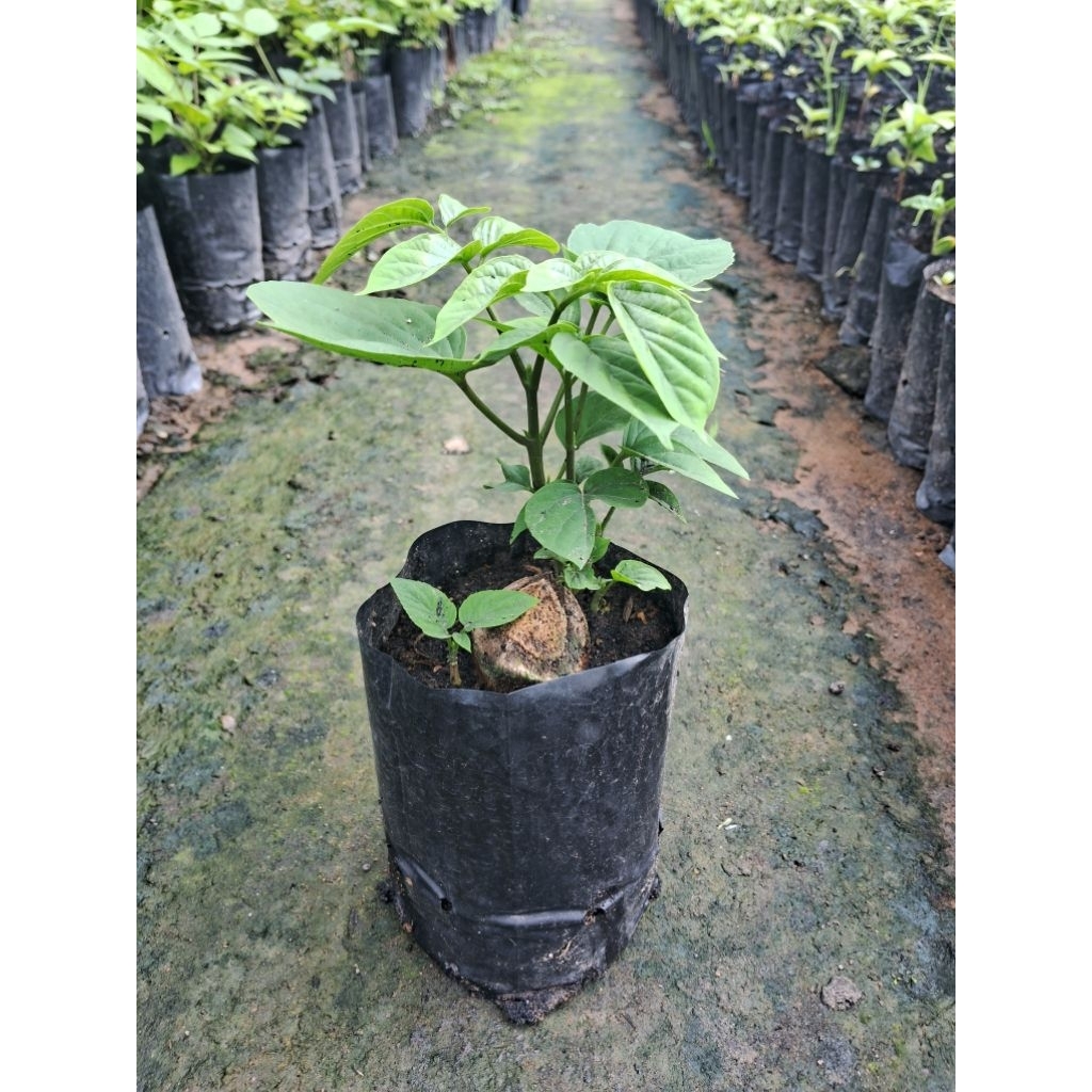 ต้นเพกาเตี้ย🌱🌱🌱(ปักชำราก)ชุด 2ต้น 100บาท ต้นพร้อมปลูก - รูปที่ 7