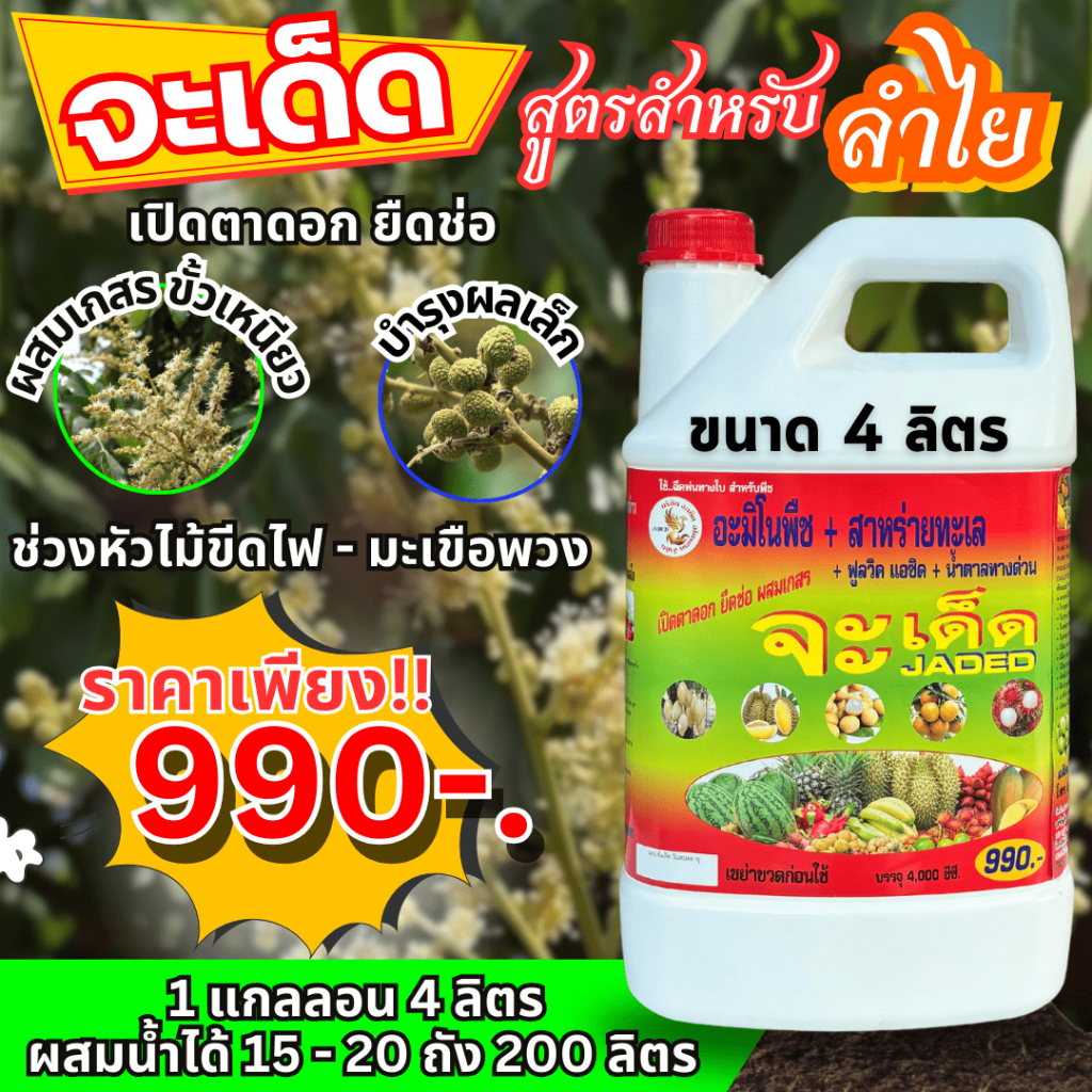 “จะเด็ด” 4 ลิตร ฉีดพ่นทางใบ สำหรับ “ลำไย” ลดการใช้ปุ๋ยเคมี พืชสมบูรณ์ ขยายผลอวบ เมล็ดเล็ก เนื้อเต็ม น้ำหนักดี