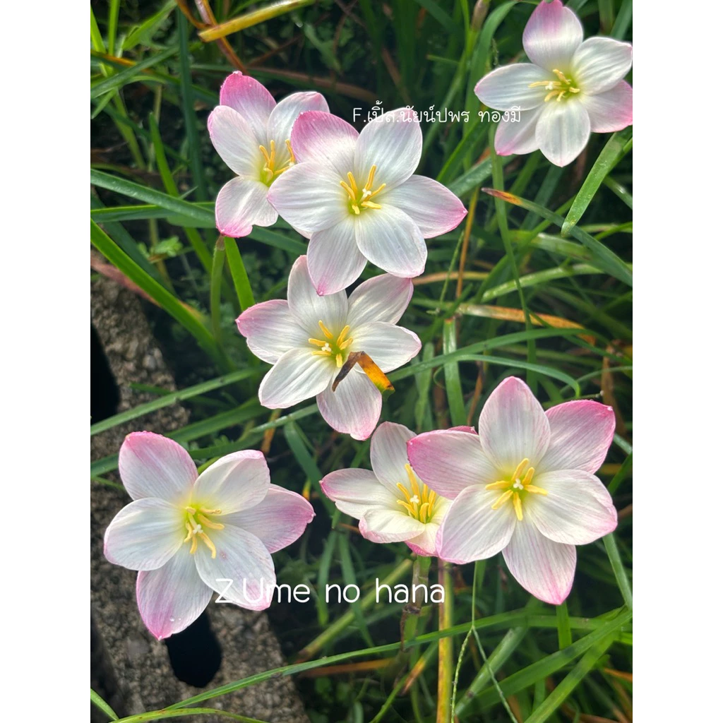 บัวดินสีขาว Z.Ume no hana,บ๊วย6หัว55บาท กลีบอ้วนๆทรงถ้วย
