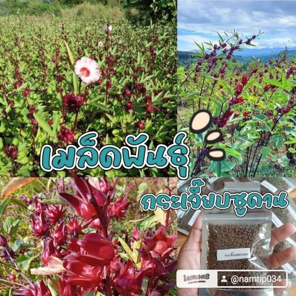 เมล็ดพันธุ์กระเจี๊ยบซูดาน 1,000 เมล็ด 29 บาท