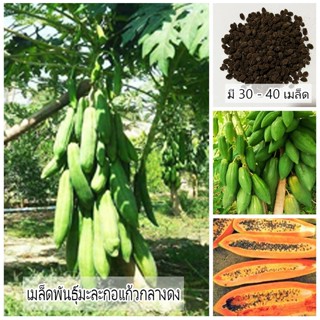 เมล็ดพันธุ์มะละกอแก้วกลางดง ผลดกมาก 1 ซอง ขนาด 30 - 40 เมล็ด