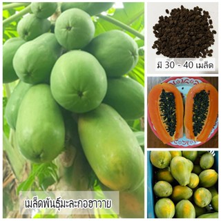 เมล็ดพันธุ์มะละกอฮาวาย 1 ซอง ขนาด 30 - 40 เมล็ด