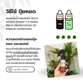 ปุ๋ยบำรุง สำหรับ ไผ่กวนอิม – บำรุง ครบทั้งราก ใบ และลำต้น