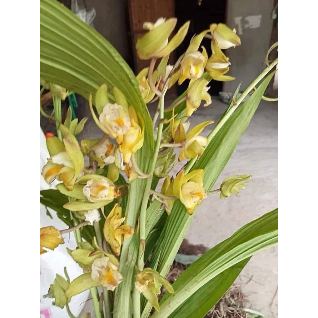 ว่านหัว​ครู​​ ว่าน​กายสิทธิ์คละสี 2 หัว50 บาทตามความเชื่อแต่โบราณว่า เป็นว่านเทวดา​ มีอนุภาพช่วยปกปักรักษา​คนในบ้าน