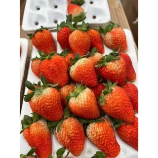 สตอเบอรี่นำเข้า แพค15-20ลูกใหญ่🍓🍓🍓📥พร้อมส่ง