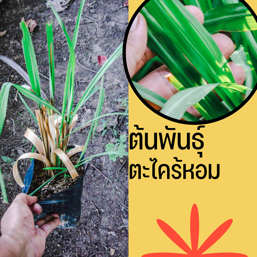 ตะไคร้หอม กันยุง AROMA ตันพันธุ์ รากเดินพร้อมปลูก  กันยุง กันแมลง