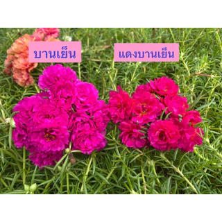 แพรเซี่ยงไฮ้ 45สี เลือกสีได้ 10กิ่ง19บาท สีตรงปก ร้านเรามีสีเยอะสุดในช๊อปปี้คอนเฟิร์มครับ🥰🙏สั่งสีไหนมารับสีนั้น 100%ครับ