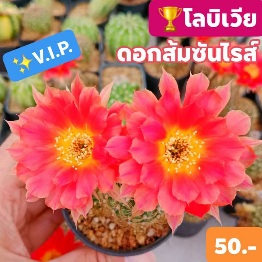V.I.P. โลบิเวียหนามทอง ดอกสีส้มซันไรส์ งามละลายม๊ากกกกก