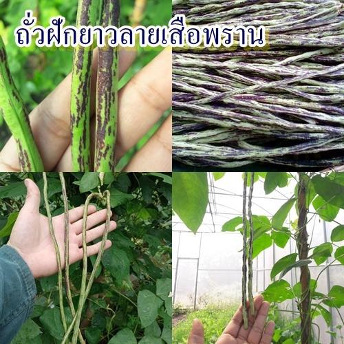 40+ เมล็ด เมล็ดถั่วฝักยาวลายเสือพราน (ปลูกง่าย ฝักสีเขียว ลายสีน้ำตาลลายสวย รสชาติหวานกรอบอร่อย ออกฝักดก ดูแลง่าย ทานสด)