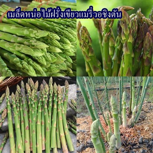 30 เมล็ด เมล็ดหน่อไม้ฝรั่งเขียวแมรี่วอชิงตัน (ปลูกง่าย หน่อเยอะ หน่ออวบ หน่อสีเขียว รสชาติหวานกรอบอร่อย สายพันธุ์แท้)
