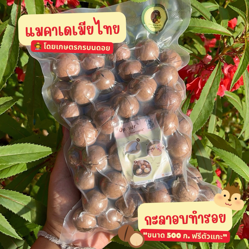 แมคาเดเมียไทยปลูกโดยเกษตรกรบนดอย 1 ฟรีเหล็กงัด (กะลาอบทำรอย500 กรัม)