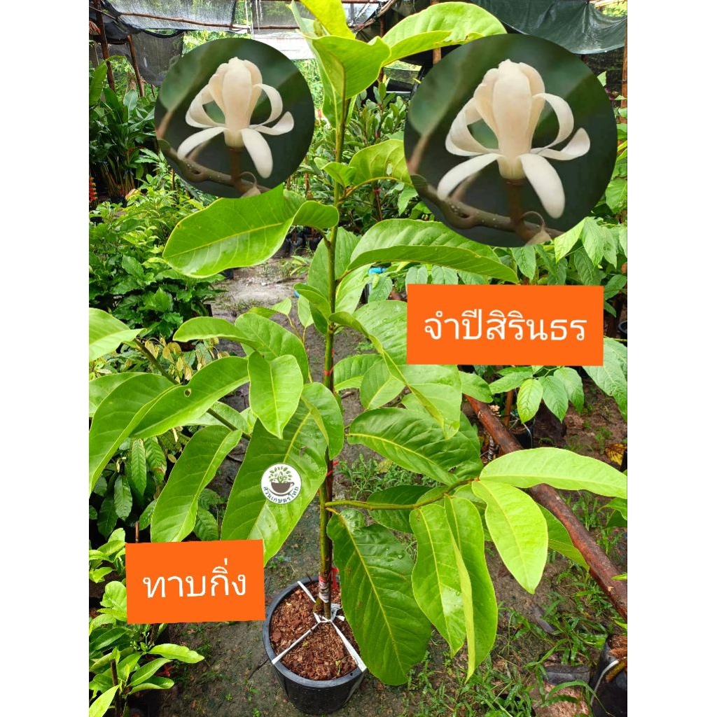 ต้นจำปีสิรินธร ต้นสูง ทรงพุ่ม ให้ดอกไว