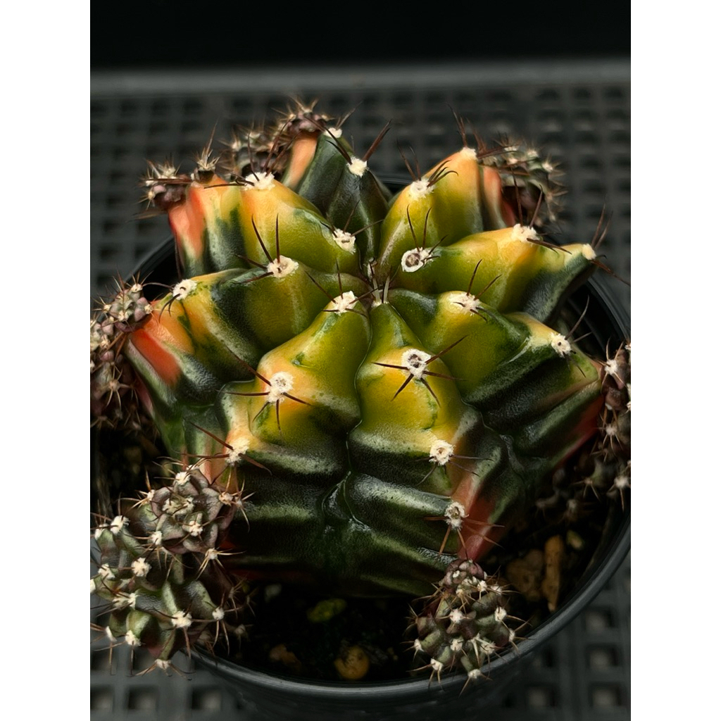 ไม้หน่อ Root beer ส่งพร้อมทุกรายการ