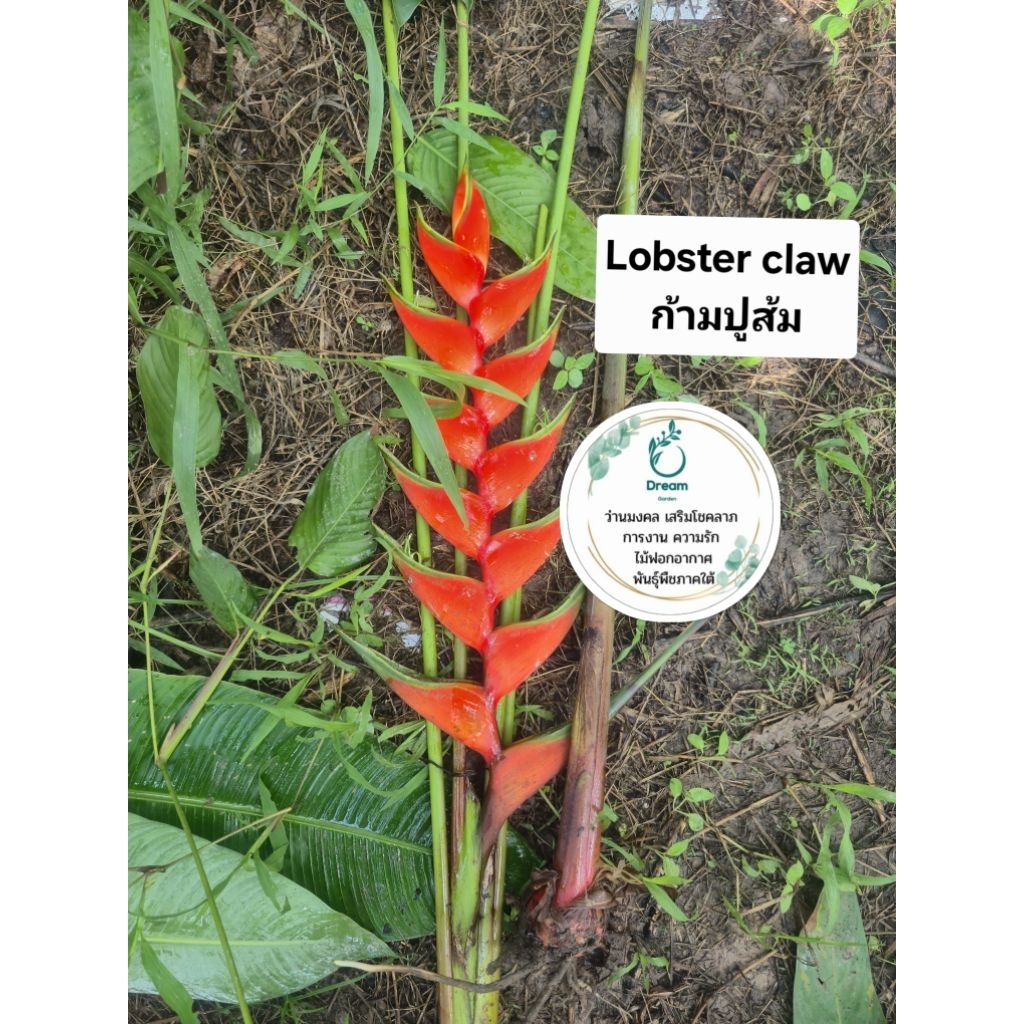 เฮลิโคเนีย🍁🍁 ชื่อ Lobster claw ก้ามปูส้ม(หน่อขุดสด)Heliconia - รูปที่ 2