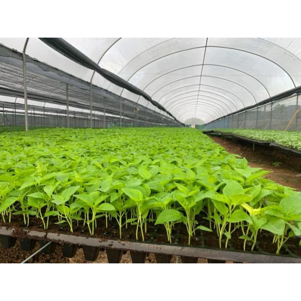 ต้นกล้าพริก ต้นกล้ามะเขือ รากดี ต้นสวย พร้อมปลูก - รูปที่ 4