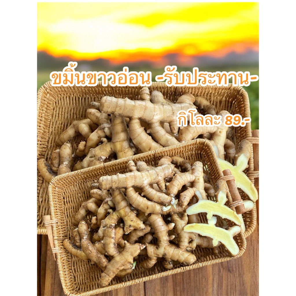 ขมิ้นขาวอ่อน สำหรับรับประทาน กิโลกรัมละ89บาท ส่งสดจากไร่ทองผาภูมิ กาญจนบุรี