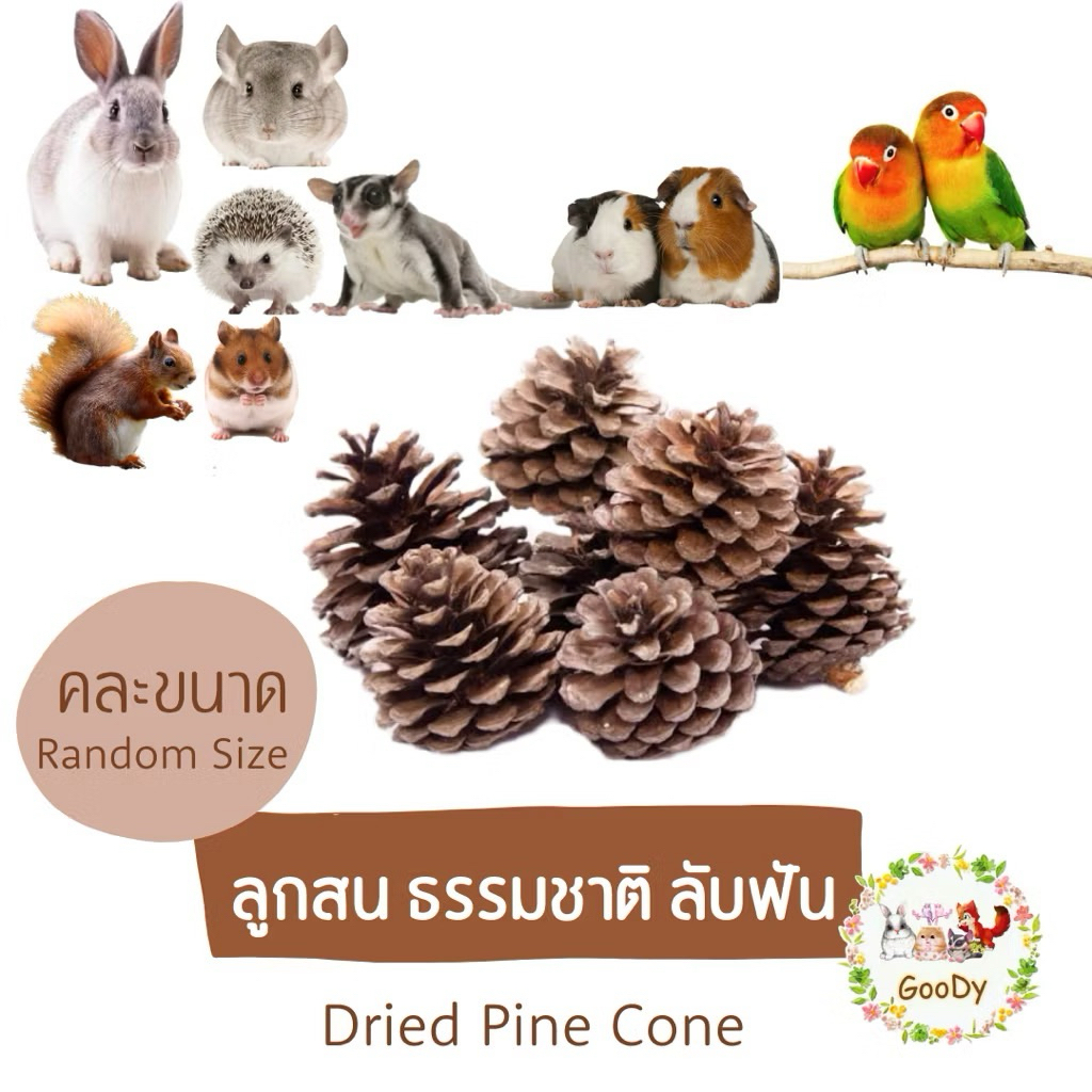 ลูกสน ธรรมชาติ ลับฟัน 500 g. - 1 kg.