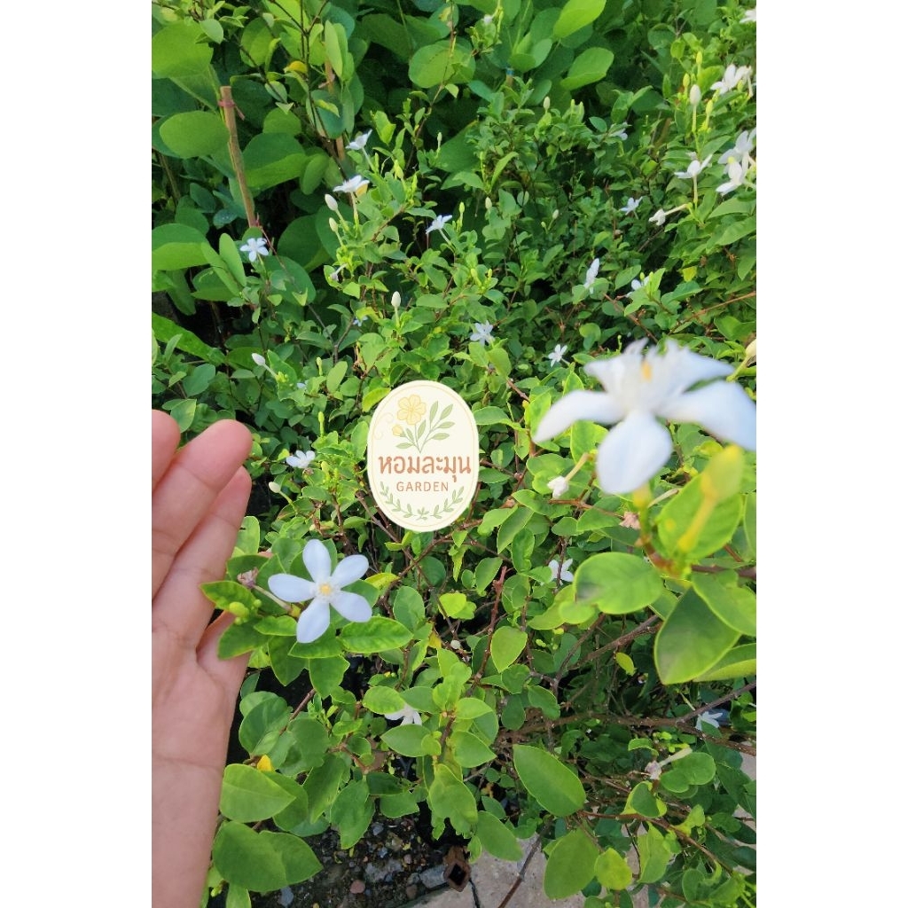 [ตรงปก! พร้อมส่ง!] พุดพิชญา สูง 1 เมตรขึ้นไป! ดอกสีขาวแน่นๆ ฟอร์มสวย เหมาะจัดสวนหน้าบ้านสไตล์รีสอร์ท