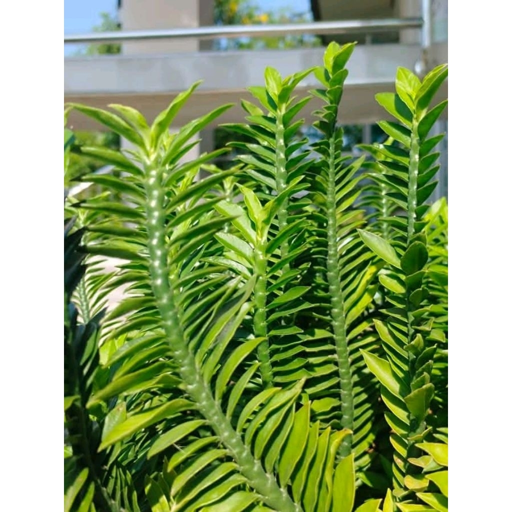 ต้นบรรไดเศรษฐี1ต้น1กระถาง🌱