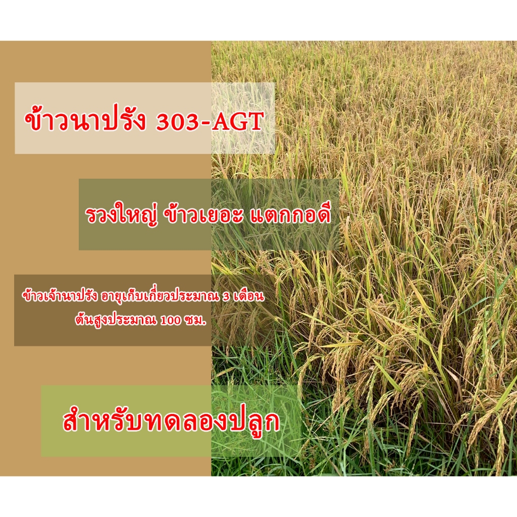 พันธุ์ข้าว303-AGT สำหรับทดลองปลูก ข้าวนาปรัง ผลผลิตดี แตกกอเยอะ รวงใหญ่