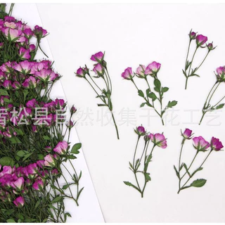 [12 ชิ้น Moonwei ดอกไม้ 🌹】 ดอกไม้แห้งลายนูน Bouncer ทำด้วยมือวัสดุ DIY พร้อมจัดส่ง