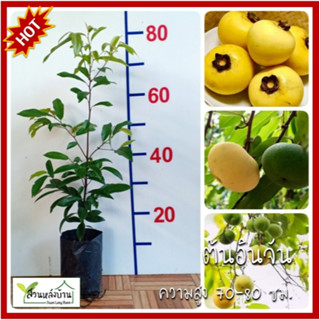 ต้นอินจัน อินจัน ต้นอิน ต้นจัน จันอิน จันลูกหอม จันท์ลูกหอม …