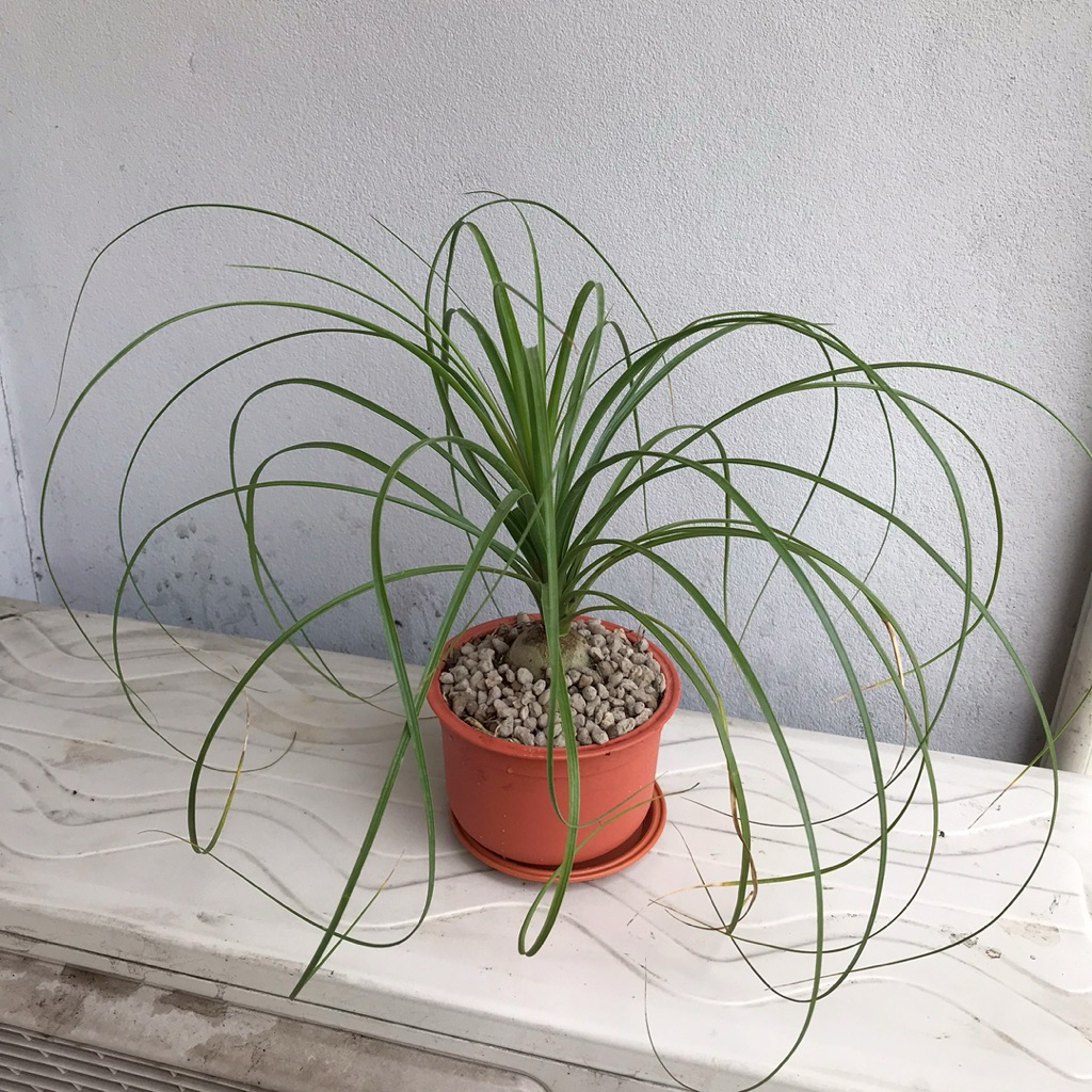 ต้นแซ่ม้า🌱  คัดพิเศษสวยงาม ไม้ประดับ ส่งพร้อมกระถางกลมและจานรอง