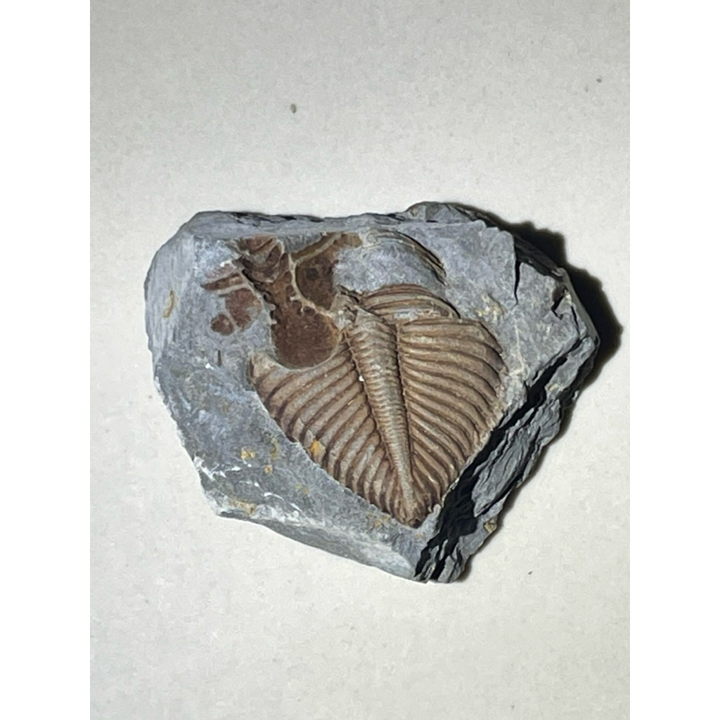🪨 ไทรโลไบต์ (Trilobite Fossil) – ซากดึกดำบรรพ์กว่า 500 ล้านปี ของสะสมหายาก สำหรับผู้รักประวัติศาสตร์