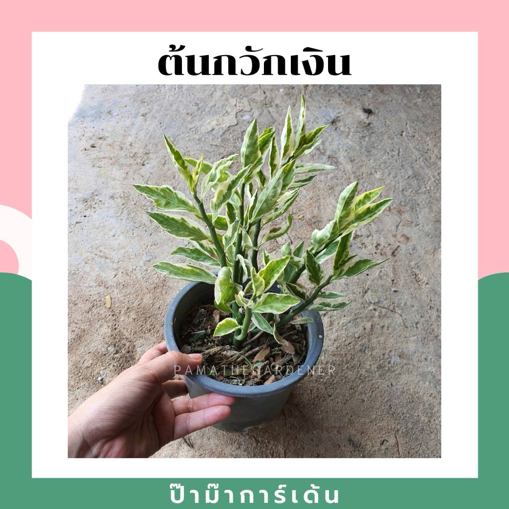 มุมมอง 3