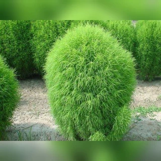 หญ้ากอเซีย 100 เมล็ด​ สี​เขียว สีแดง เมล็ดหญ้ากอเซีย