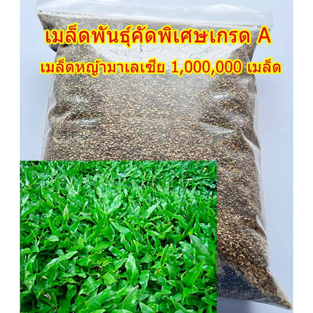 เมล็ดพันธุ์คัดพิเศษเกรด A เมล็ดหญ้ามาเลเซีย Tropical Carpet grass หญ้าเห็บ หญ้าไผ่ หญ้าปูสนาม 1,000,000 เมล็ด