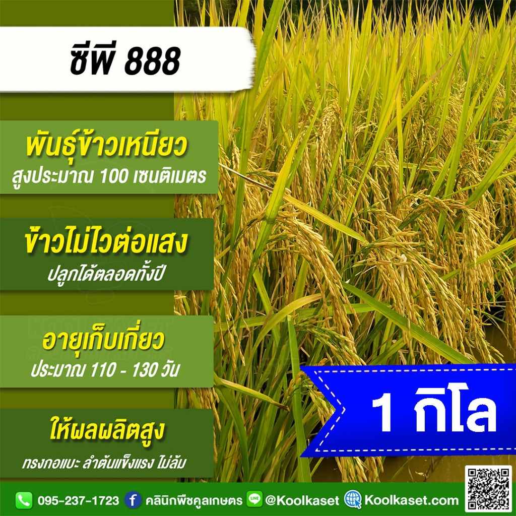 เมล็ดพันธุ์พันธุ์​ข้าว​ ทดลองปลูก CP888 ซีพี888 นาปี นาปรัง ไม่ไวแสง เมล็ดเรียวยาว นุ่ม 1 กก. คูลเกษ