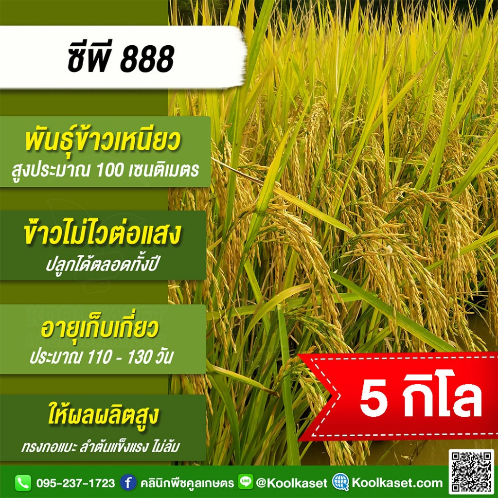 เมล็ดพันธุ์​ข้าว​​ ข้าวเหนียว CP888 ซีพี888 นาปี นาปรัง ไม่ไวแสง เมล็ดเรียว 5 กก. คูลเกษตร ไรซ์ KR28