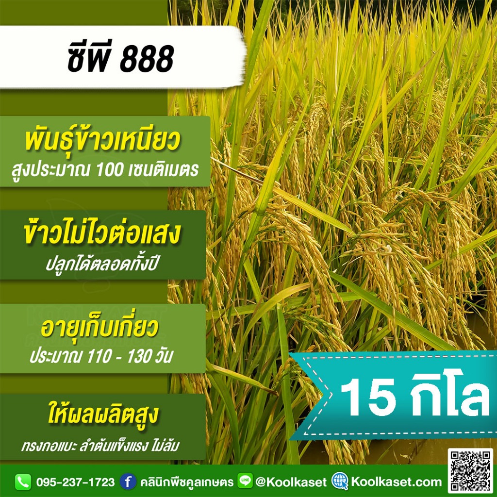 ธุ์​ข้าว​ ข้าวเหนียว CP888 ซีพี888 นาปี นาปรัง ไม่ไวแสง เมล็ดเรียวยาว นุ่ม 15 กก. คูลเกษตร KR28
